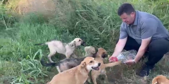 Belediye başkanından örnek davranış: Yavru köpeklere elleriyle su içirdi