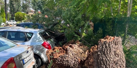 Sakarya’da çürüyen ağaç devrildi, 4 araç hasar gördü