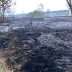 SAKARYA'DA KORKUTAN YANGIN: MAHALLELİ SOKAĞA DÖKÜLDÜ YERLEŞİM ALANINDAKİ OTLUK ALANDA ÇIKAN YANGIN İTFAİYE EKİPLERİNCE SÖNDÜRÜLDÜ