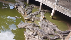 Sakaryalı İş İnsanları; Tayland’ın renkli Şehri Pattaya’da buluştu