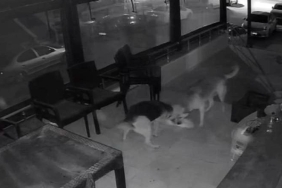 İKİ SOKAK KÖPEĞİNİN, KEDİYE SALDIRI ANI KAMERADA